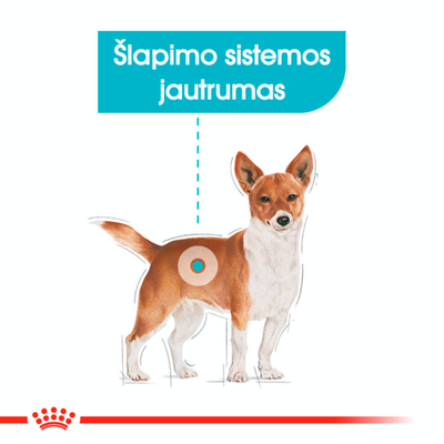 Royal Canin Mini Urinary Care 8kg + STAIGMENA ŠUNUI